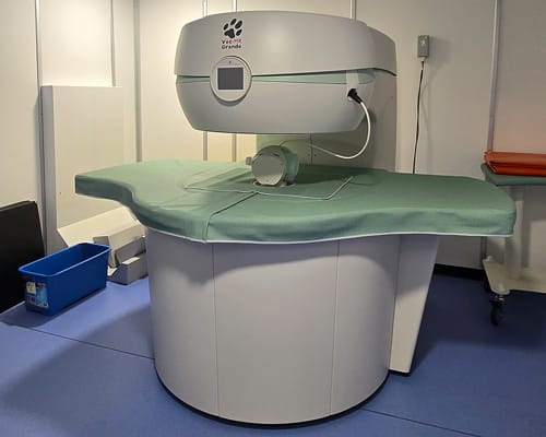 Neurology Services, Burlington Veterinarian