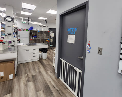 Cat & Dog Dentistry, Burlington Veterinarians